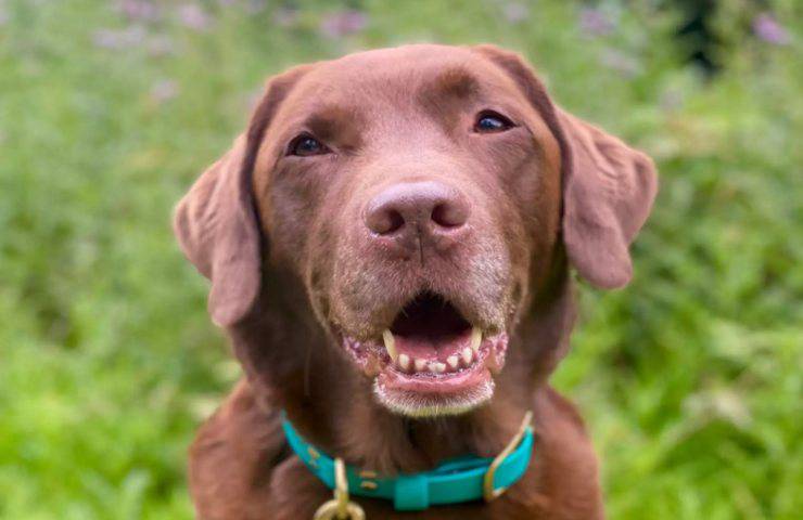 cane triste collare protettivo proprietario solidale