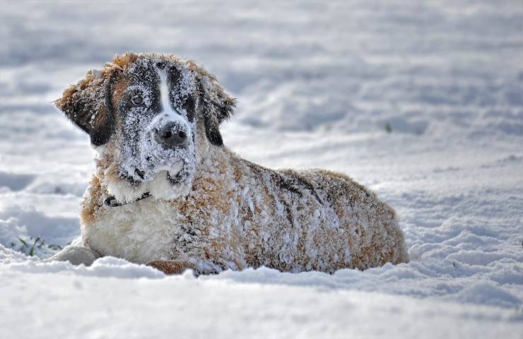 cane sepolto vivo valanga considerato morto