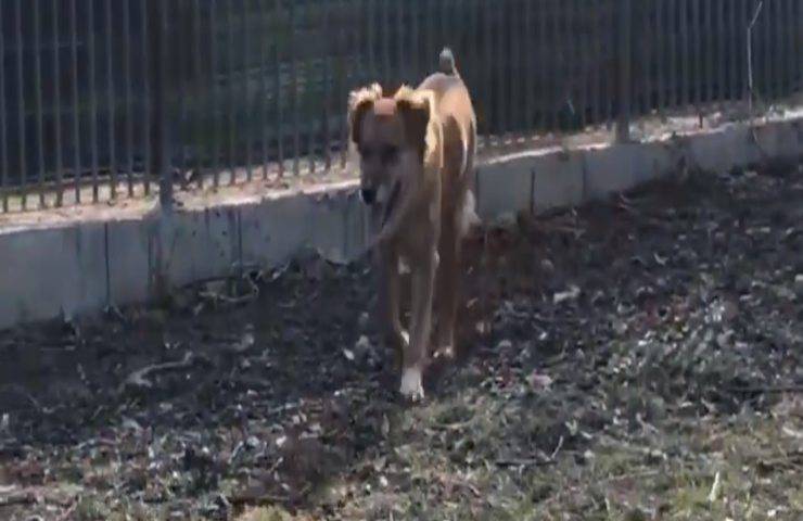 Giorgina animale maltrattato cerca nuova famiglia Torino