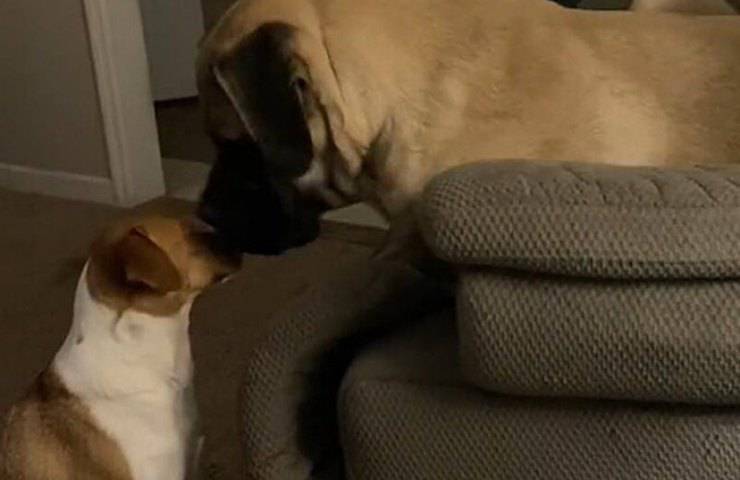 cagnolina implora amico posto poltrona video