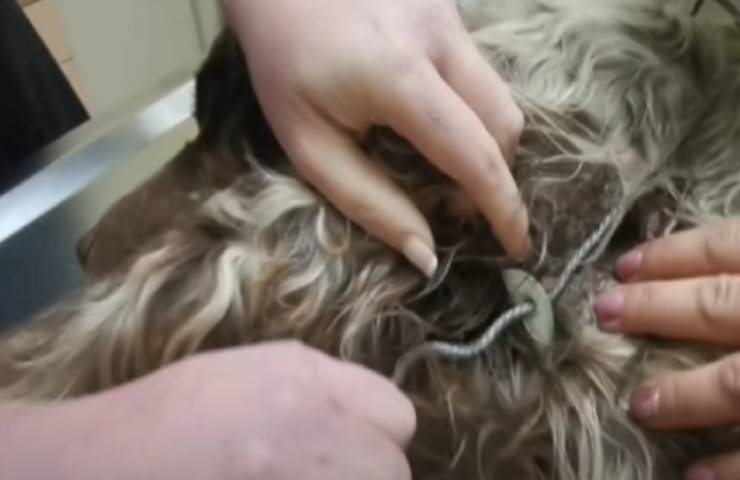 cane intricato cavo metallico salvato video