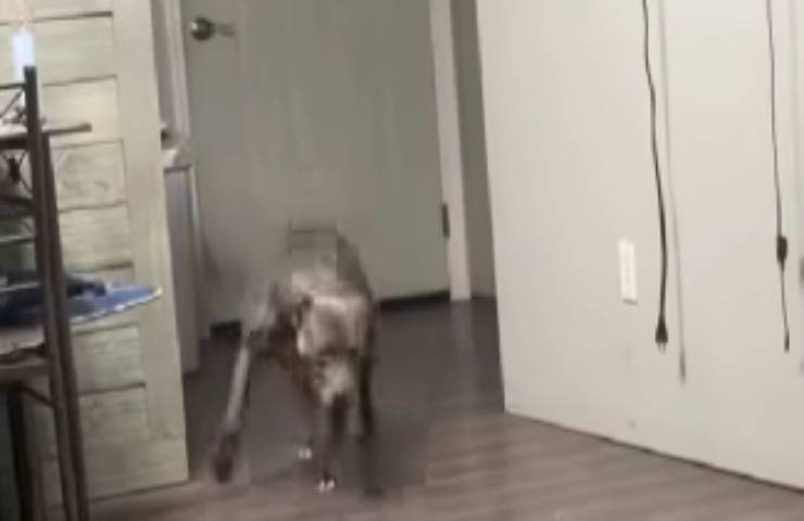 cane zoppica sofferente realtà diversa video