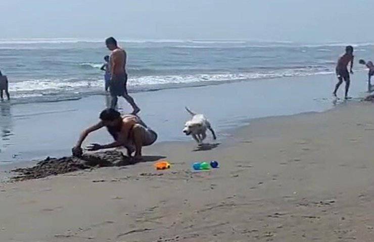 animale prima volta mare reazione strana