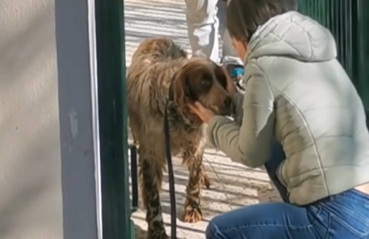 animale soccorso intrappolato rete metallica