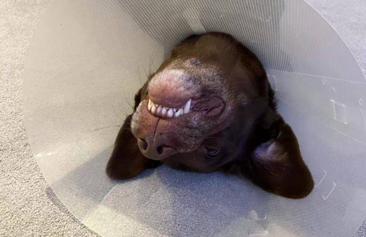 labrador malinconico costretto indossare collare elisabettiano