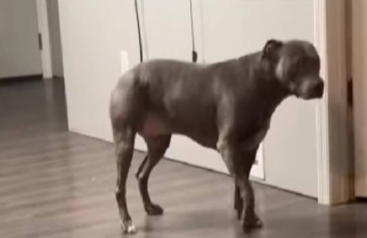 animale taglio zampa zoppica per finta