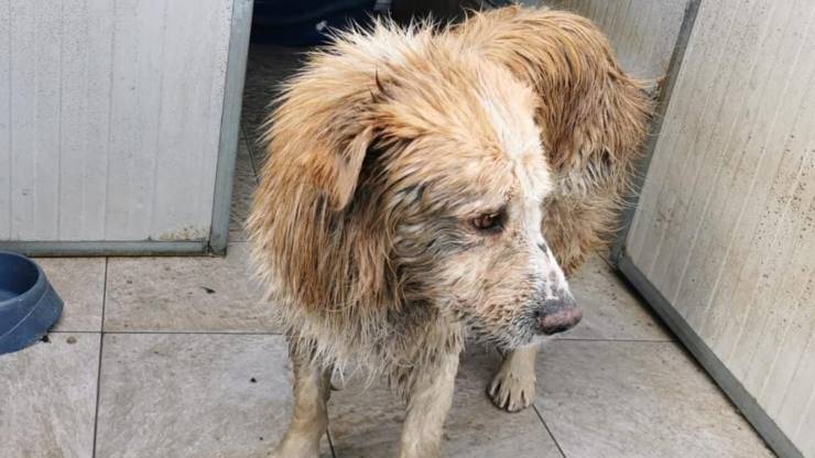 cane gettato nel pozzo