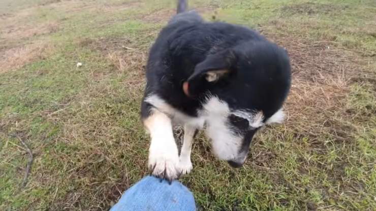 Cane senzatetto chiede aiuto