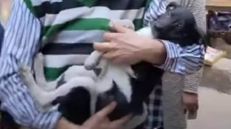 cane salvato da passante