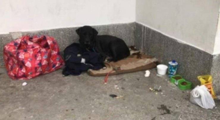 Cane aspetta padrone
