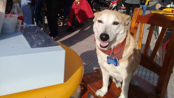 cane fa compagnia ai clienti del bar