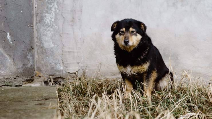 cane maltrattato torino
