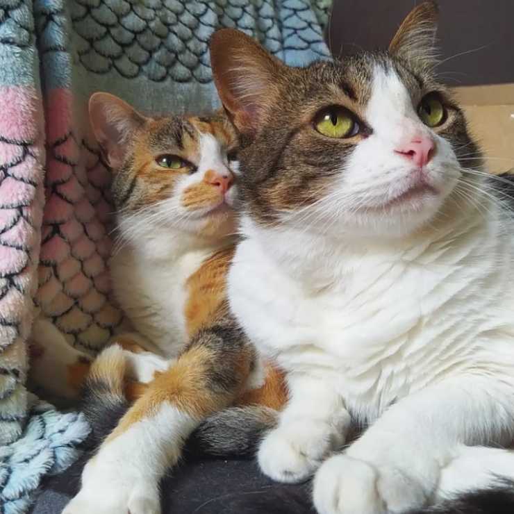 Gatto si arrampica su ginocchia