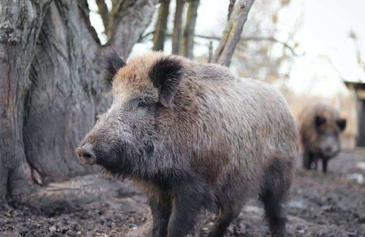 parlamento decisione abbattimento animali selvatici