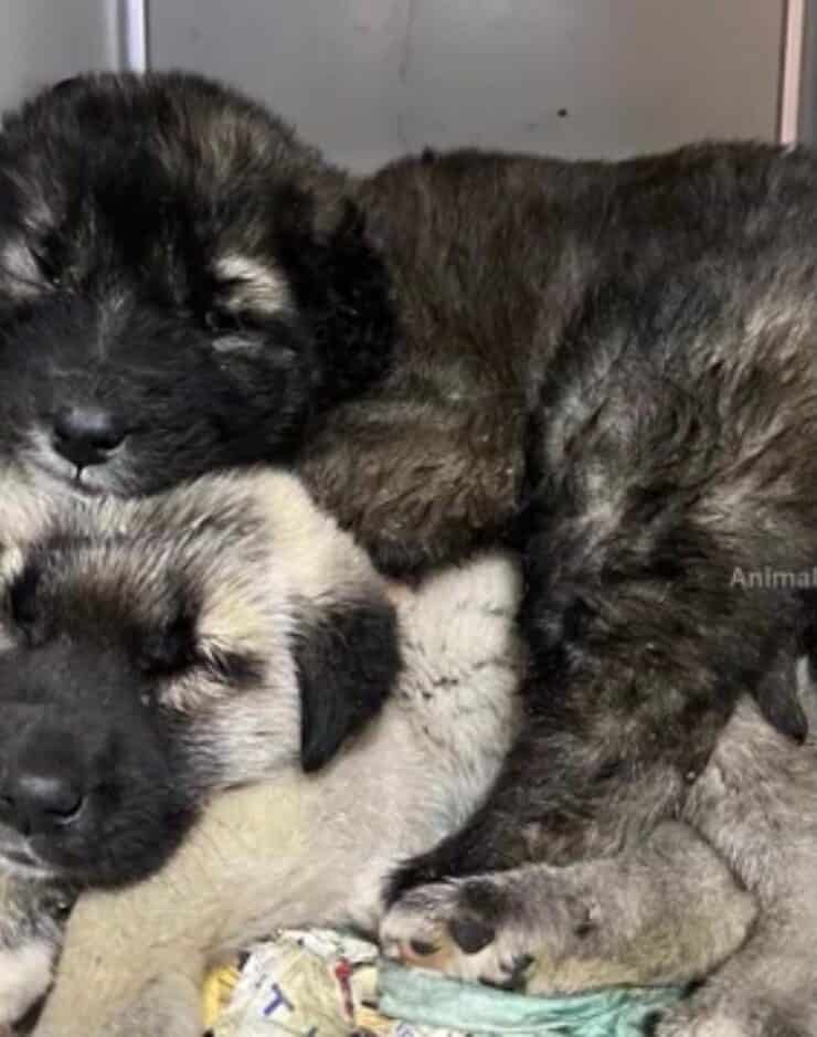 Cuccioli (Screen video)