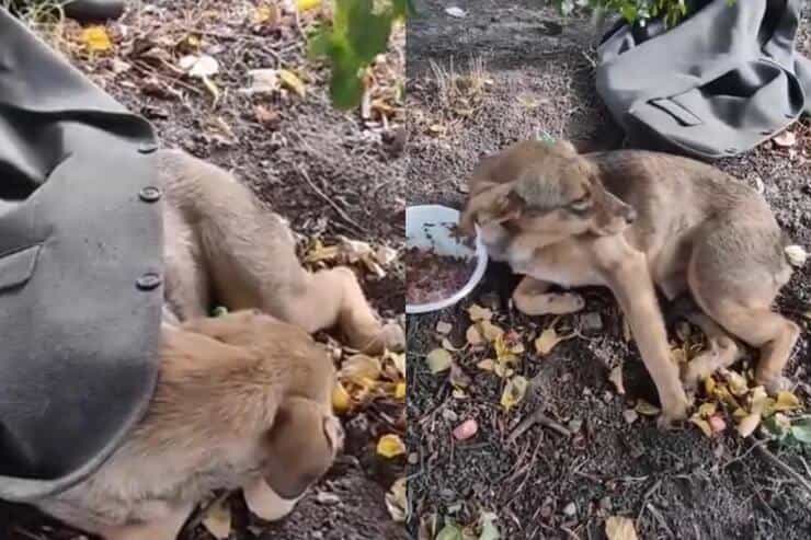Cucciolo abbandonato con una giacca e cibo marcio (Screen video)