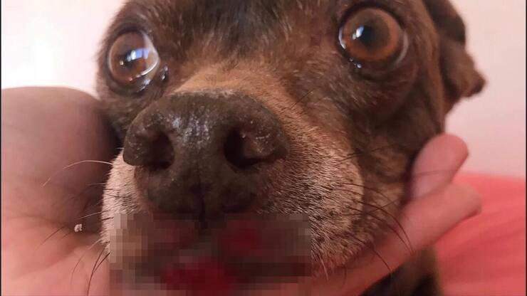 Cucciolo colpito (Screen Facebook)