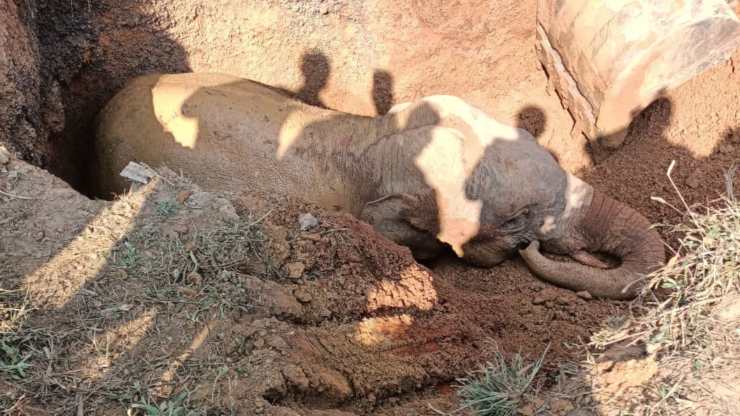 elefante salvato in India