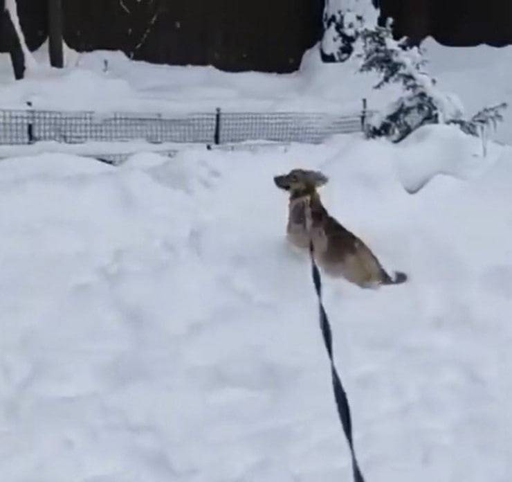Cucciolo finalmente felice (Screen video)