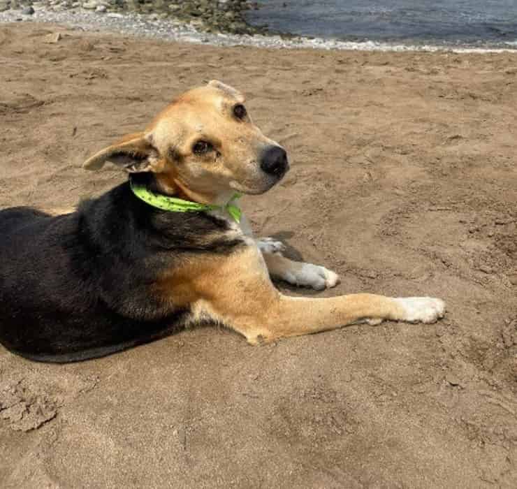 Cucciolo non lascia la spiaggia (Screen Twitter)