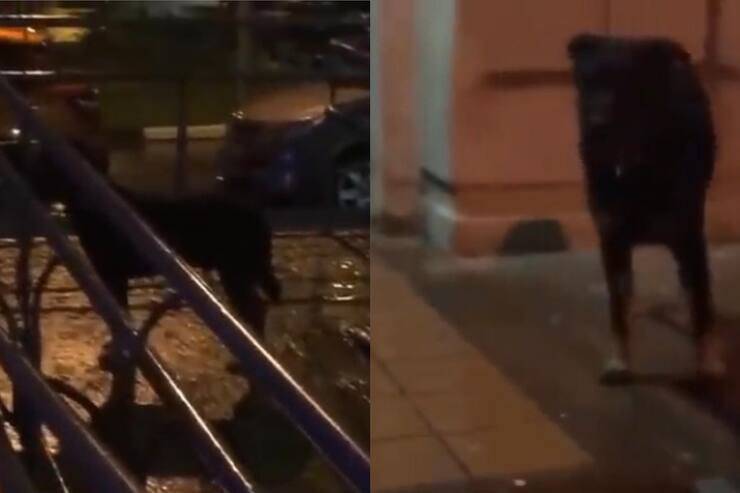 Forest sotto la pioggia (Screen video)