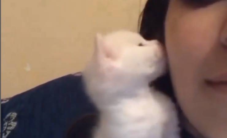Gattino ricambia gesto d'affetto video
