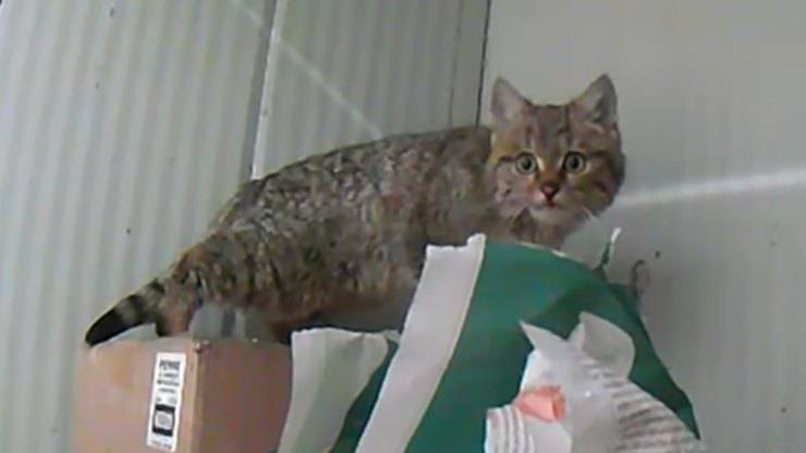 gatto selvatico salvato roma