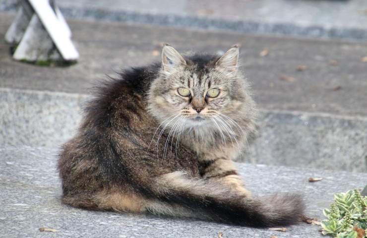 monza animale abbandonato parcheggio