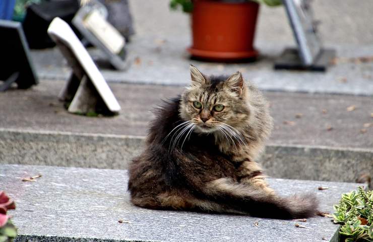 monza gatto abbandonato sacchetto plastica