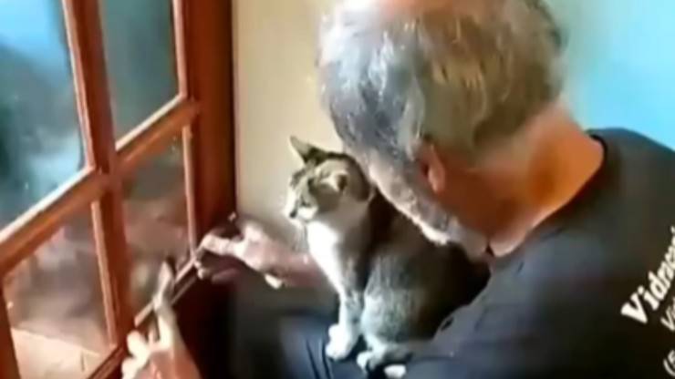 La curiosità dei gatti