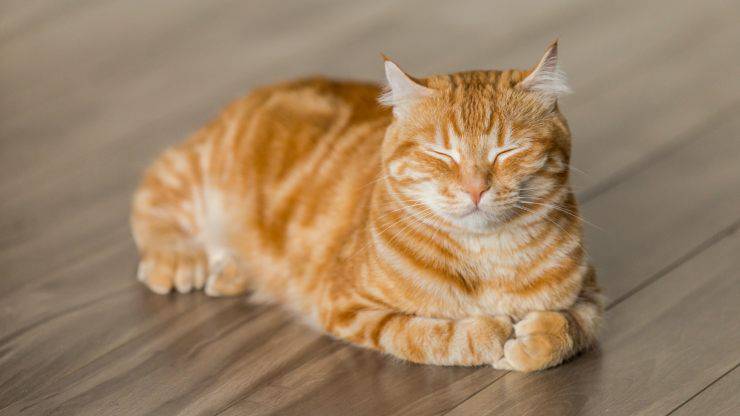 gatto ladro di scarpe