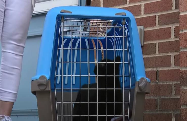 animale soccorso dentro minivan salvato