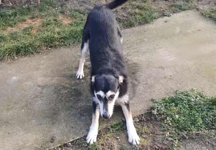 Cagnoline senzatetto salvate