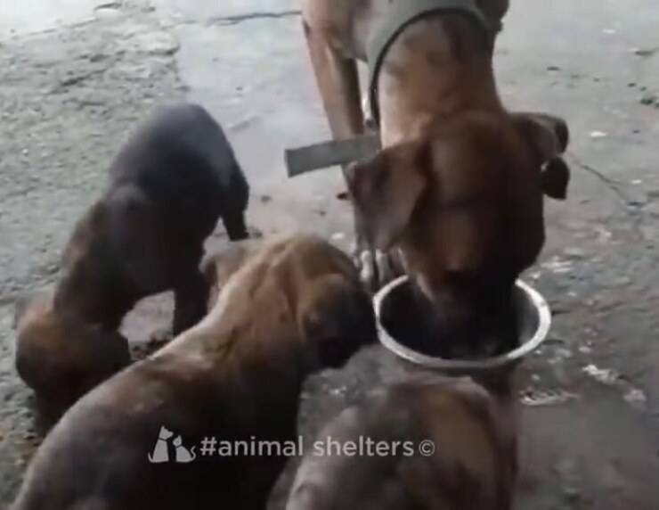 Lima mangia dopo che i suoi cuccioli sono sazi (Screen video)