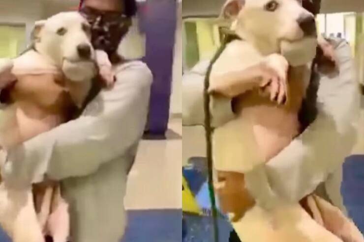 Luna terrorizzata di tornare in canile (Screen video)
