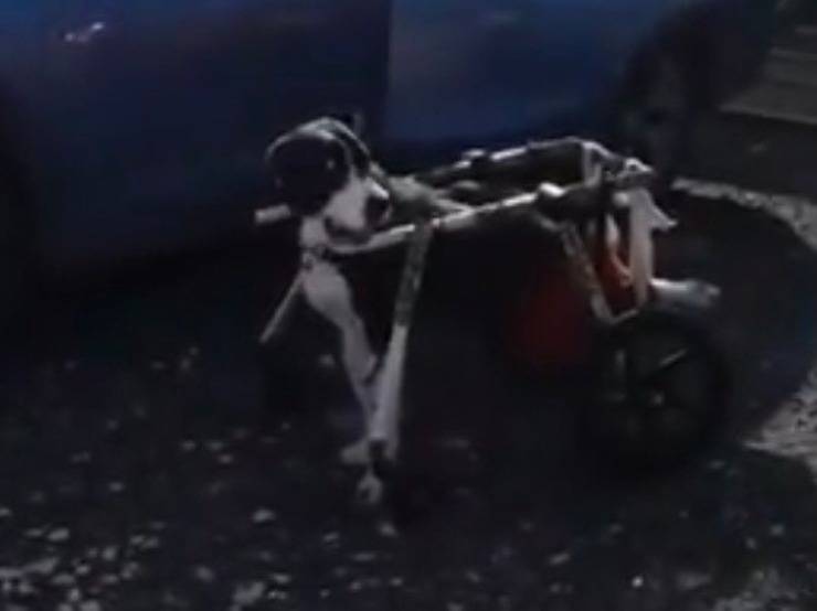 Nika con la sua sedia a rotelle (Screen video)