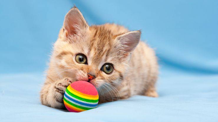Palline gatti fai da te