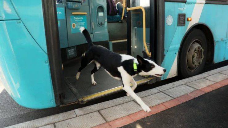 cane prende l'autobus