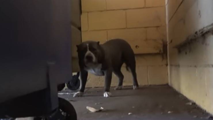 Cane abbandonato vicino a fast food