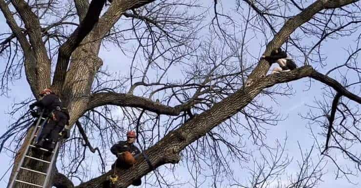 Bambino sale sull'albero per salvare un gatto ma resta bloccato (Screen Video)