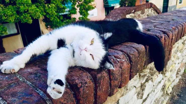 il gatto di luca disney pixar
