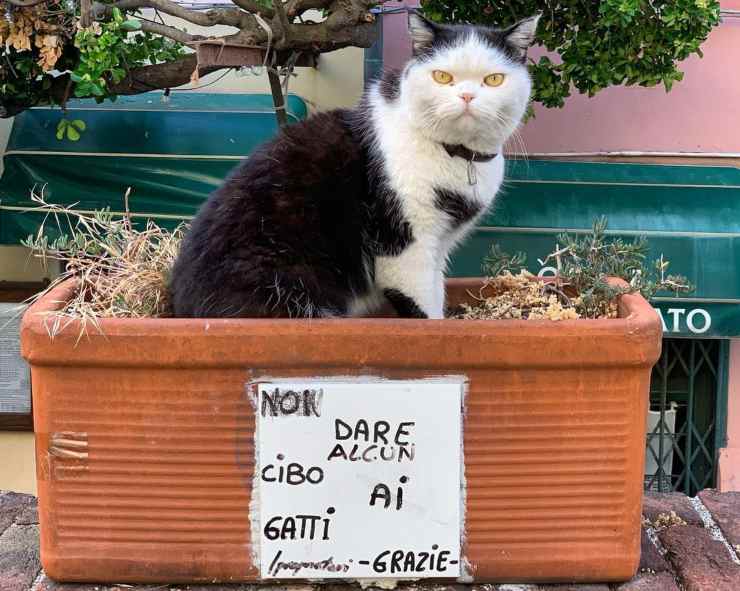 gatto del film luca