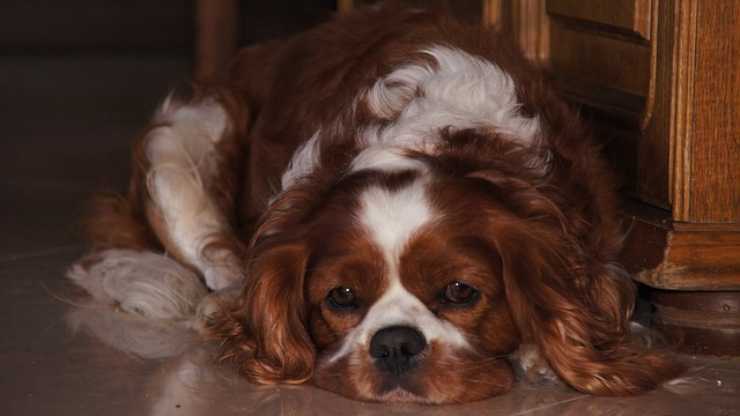 Siringomielia nel cane