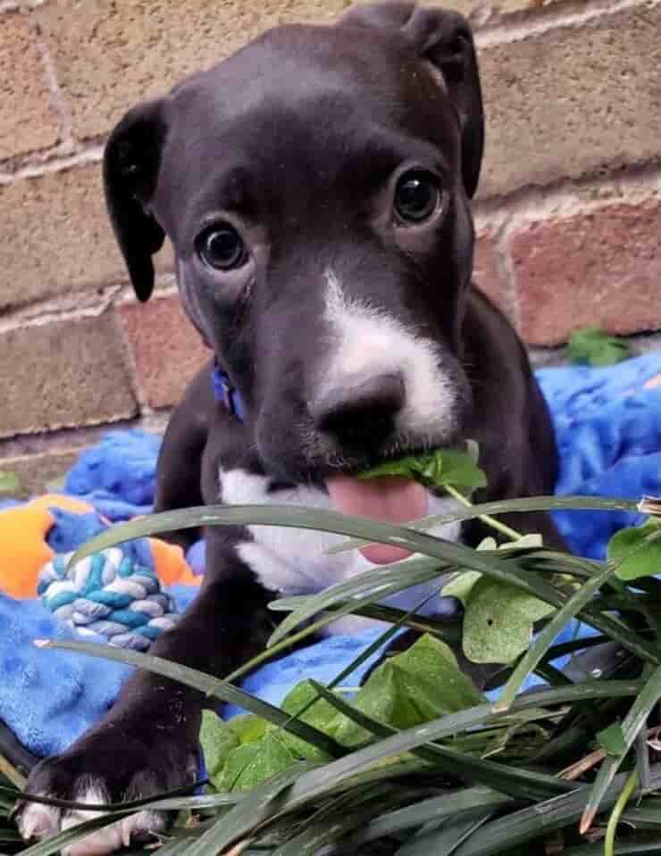 Tayson (Screen Facebook)