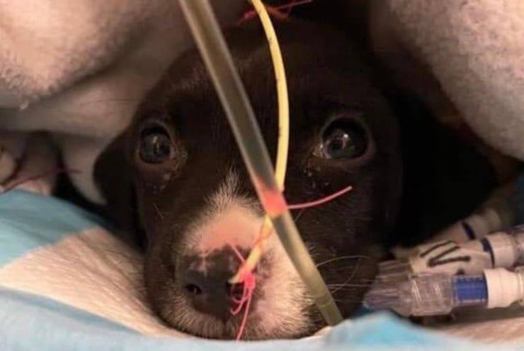 Tayson durante le cure (Screen Facebook)