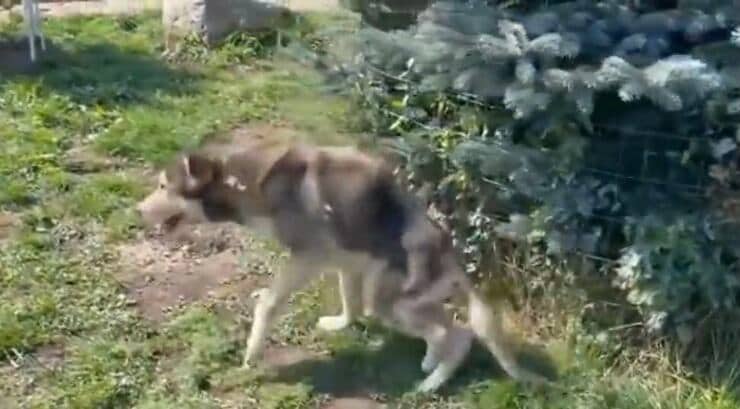 Vova riesce a camminare da sola (Screen video)