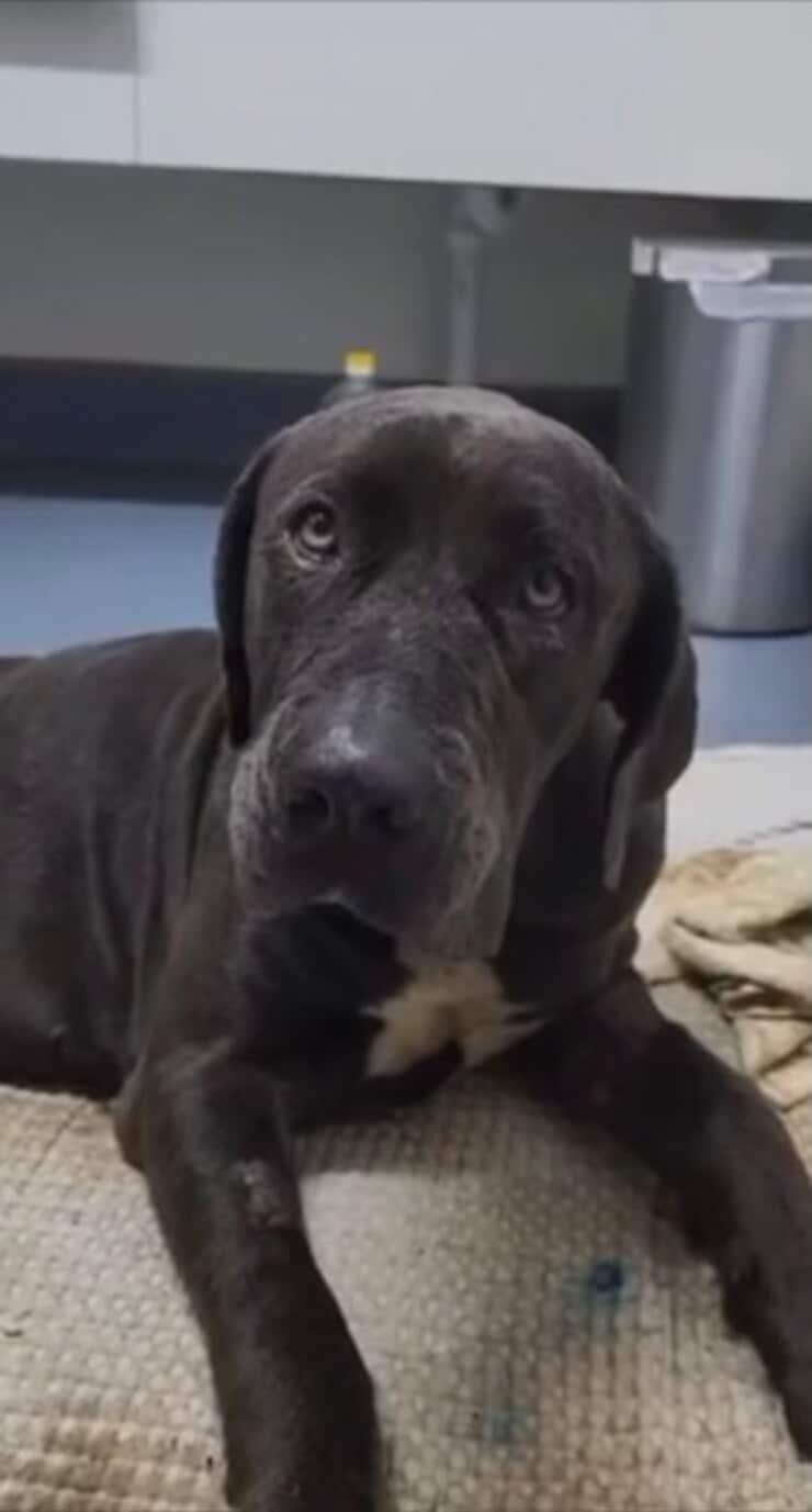 Winnie (Screen video)