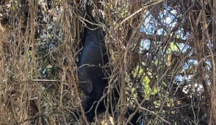 Winnie intrappolato nell'albero (Screen video)