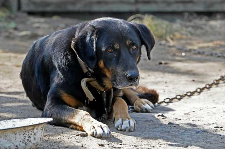 Cane nero alla catena In Friuli Venezia Giulia è legale tenere il cane alla catena?