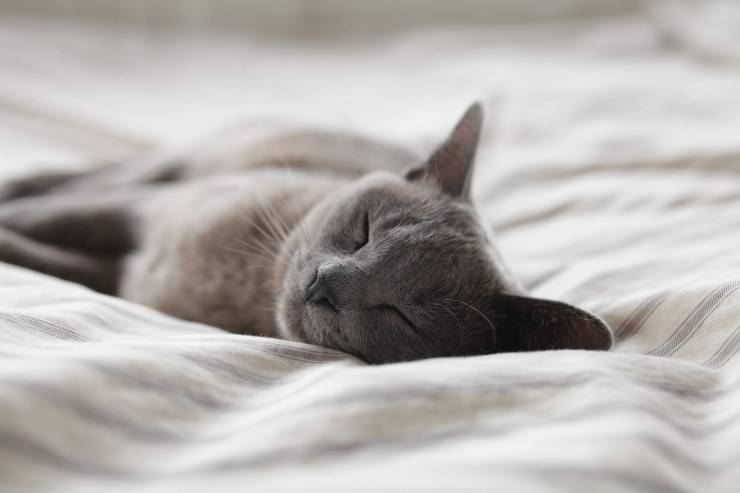 Come capire se il gatto sogna Come capire se il gatto sogna